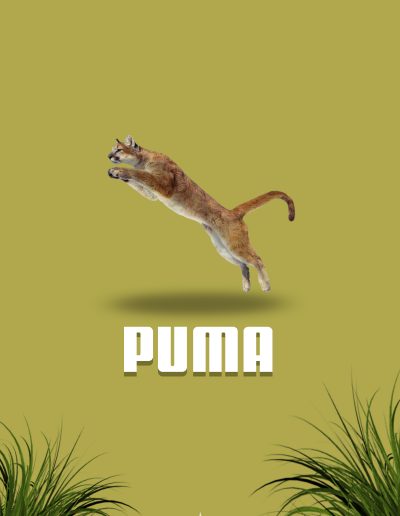Affiche Puma realistic - Photoshop